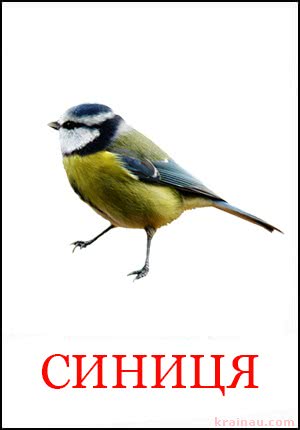 Картки птахів для дітей за методикою Глена Домана
